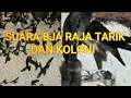 Download Lagu SUARA BJA RAJA TARIK DAN KOLONI (LINK LANGSUNG DOWNLOAD MP3  DI DESKRIPSI DIBAWAH INI)