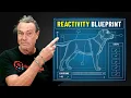 I Asked The Best Dog Trainer I Know How To Train a Reactive Dog - His Answer Blew My Mind