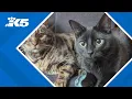 More than 100 cats rehomed after rescue