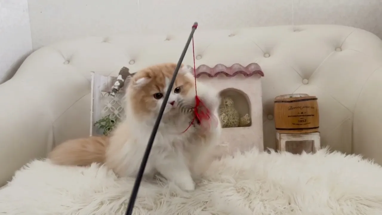 動画