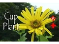 Cup Plant Medicinal