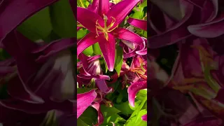 صباح ومسا شي ما بينتسى وصباح الرواق من بيتي بكندا فيروز Shorts 