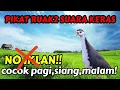 Download Lagu PIKAT RUAK RUAK MP3, COCOK UNTUK PAGI, SIANG, MALAM‼️ SUARA KERAS.