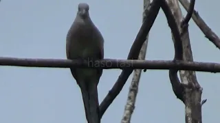 suara jernih perkutut lokal manggung bersama bunyi rame burung alam liar