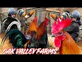 Breeding Pens Oak Valley Farms 2026 - Shape Outdoor Chicken Coop Big Farm