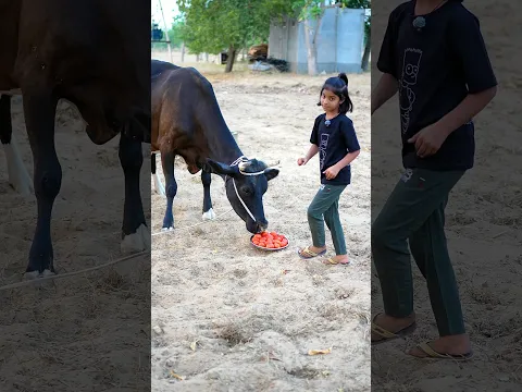 Mansi vs Cowπππ #cow #shorts #humanity