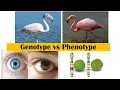 Genotype vs Phenotype What s the Difference Explained with Examples