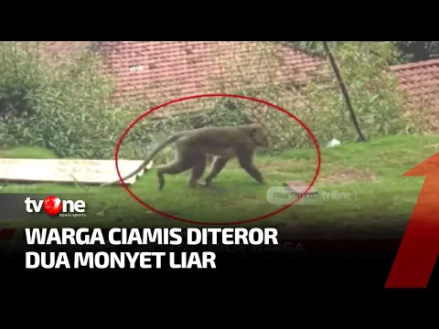 Ratusan Ayam Dan Puluhan Kambing di Ciamis Diserang Monyet Liar