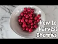 How to Harvest Cherries - Step by Step Guide for Perfect Fruit Picking