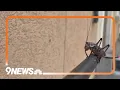 Crickets invade Elko Nevada