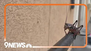 Crickets invade Elko Nevada