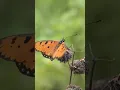 Lagu Kupu-kupu Acraea terpsicore, Di sebut juga Tawny Coster atau Kupu Coster Jingga. #butterfly