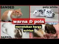 TYPES OF SYRIAN HAMSTERS THAT ARE POPULAR IN INDONESIA