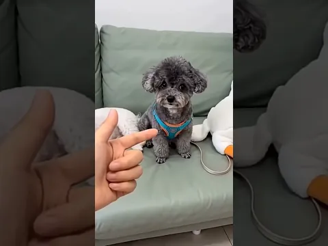 #pets #cute #puppy #cutedog #comedydance