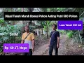 Download Lagu Suasana Asri, Dijual Tanah Murah Full Tanaman Bonsai 
