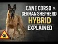 Cane Corso German Shepherd Hybrid Explained