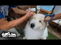 Download Lagu 悟りを開き...もはや耳の薬など怖く無いアランです　Great Pyrenees　グレートピレニーズ