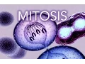 MITOSIS - MADE SUPER EASY