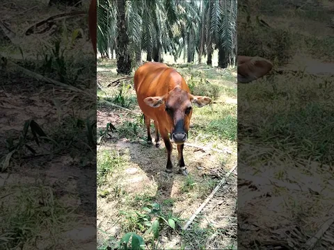 Lihat Gaya Sapi Ini Saat Istirahat di Kebun Sawit