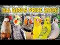 Lagu All Birds Prices 2026 | Latest market update