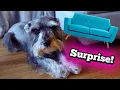 I Bought My Dog the Enchanted Home Pet Sofa Initial Reaction