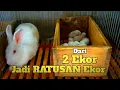 Download Lagu Berawal Dari 2 Ekor Sekarang Sudah Ratusan Lebih | Peternak Kelinci Sukses.