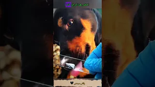 عالم يفحص لعاب الكلب تحت المجهر وكانت الصدمة 