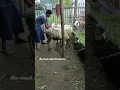 Download Lagu KAMBING SIAP MELUNCUR UNTUK KURBAN