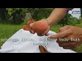 HOW TO PEEL FRUITS ( BUAH SALAT / BUAH MENTEGA / BUAH LEMAK ) How To Peel Fruits (Buah Salat)