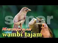 Download Lagu Super Gacorr MASTERAN burung wambi berkicau di alam bebas isian super mewah