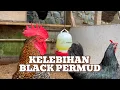 Download Lagu APA SAJA KEUNGGULANNYA AYAM BLACK PERMUD 3