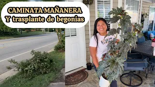 my morning routine and transplanting begonias to help them grow big