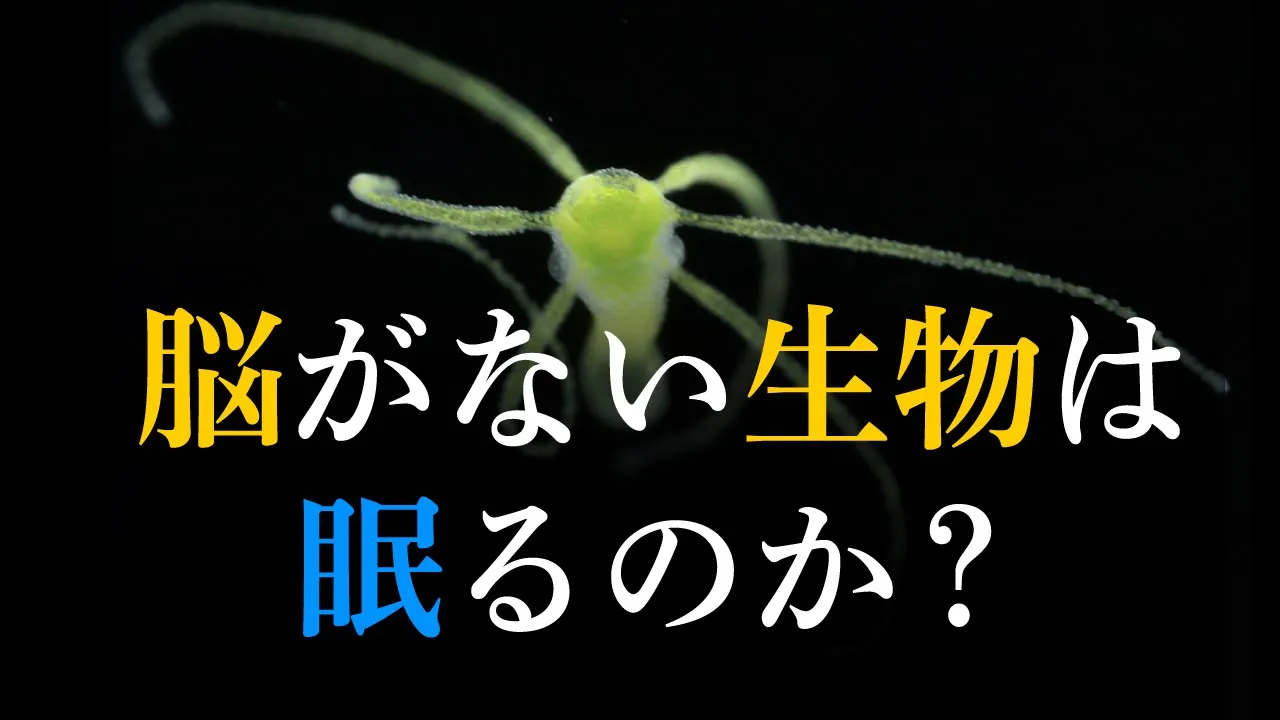 脳がない生物は眠るのか? 研究者が真実に迫る。#86