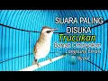 Lagu Suara Pancingan TRUCUKAN Betina Memanggil TRUCUKAN Jantan, Seketika Trucukan Bahan Ombyokan Nyaut