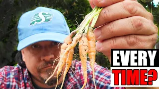 3 Reasons Your Carrots Will Fail - Garden Quickie Episode 303