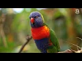 THE MAGICAL WORLD OF PARROTS | WONDERFUL RELAXING SOUNDS | BIRDS SOUNDS | SOOTHING NATURE |