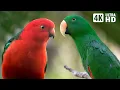 Lagu THE MAGICAL WORLD OF PARROTS | WONDERFUL RELAXING SOUNDS | BIRDS SOUNDS | SOOTHING NATURE |
