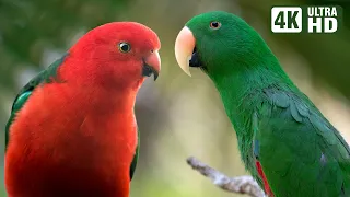 THE MAGICAL WORLD OF PARROTS WONDERFUL RELAXING SOUNDS BIRDS SOUNDS SOOTHING NATURE  THE MAGICAL WORLD OF PARROTS WONDERFUL RELAXING SOUNDS BIRDS SOUNDS SOOTHING NATURE
