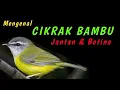 Download Lagu Mengenal CIKRAK BAMBU, membedakan Jantan - Betina