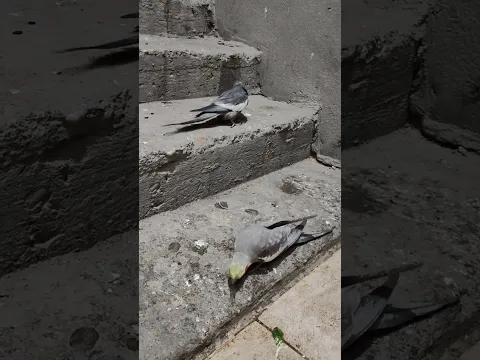 زوج كوكتيل متربي حر #طيور #birds