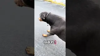 #Fyp #pets #dream #doberman #YouTube