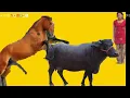 buffolo crossing bull meeting horse and cow mating cow and elephant meeting cow crossing