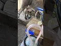 Download Lagu The DairyMaid milk machine in action. #raw #milk #goodness #nature #cows #farming #animals #love #me