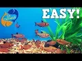 Download Lagu 10 Ikan Akuarium Terbaik untuk Pemula! Akuarium Pertama Anda!