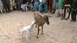 INCROYABLE! UNE CHEVRE DONNE NAISSANCE A UN AGNEAU "BEY BOU DIOUR XAR" REGARDEZ