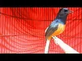 Download Lagu Singkat tapi SANGAT AMPUH untuk memikat murai batu anda