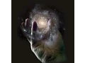 FINGERS OF GOD YOD