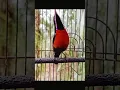 Download Lagu suara burung Kolibri ninja gacor