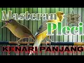 Lagu Masteran Pleci Kenari Panjang🔴(efektif merangsang)