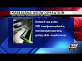 Detectives discover marijuana growing operation in Hays County